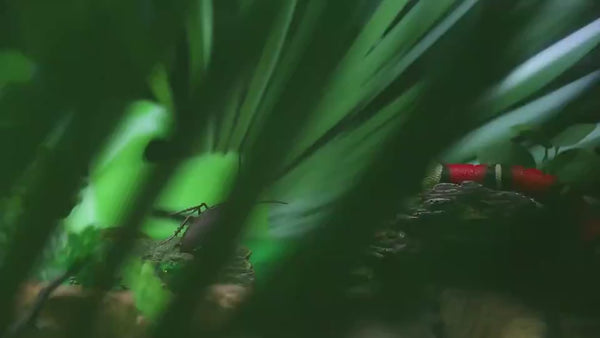 Smart Snake Cat Toy